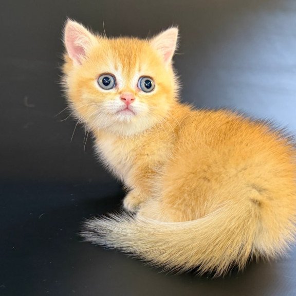 Munchkin Eclipse