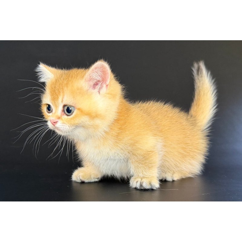 Munchkin Eclipse