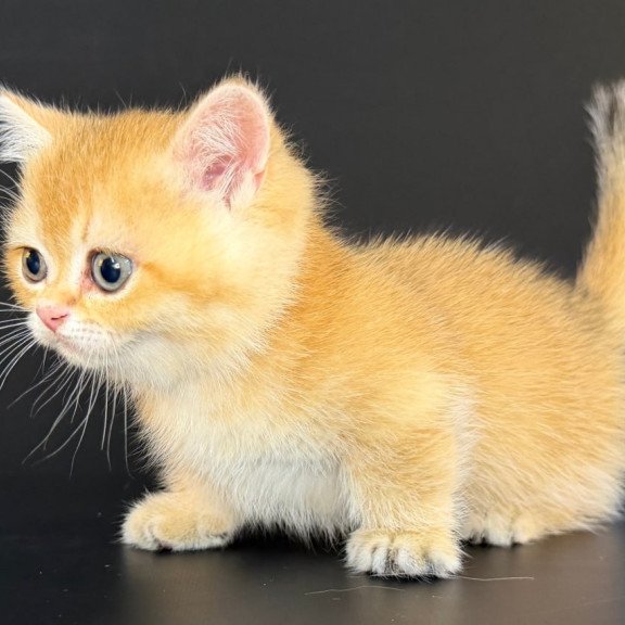 Munchkin Eclipse