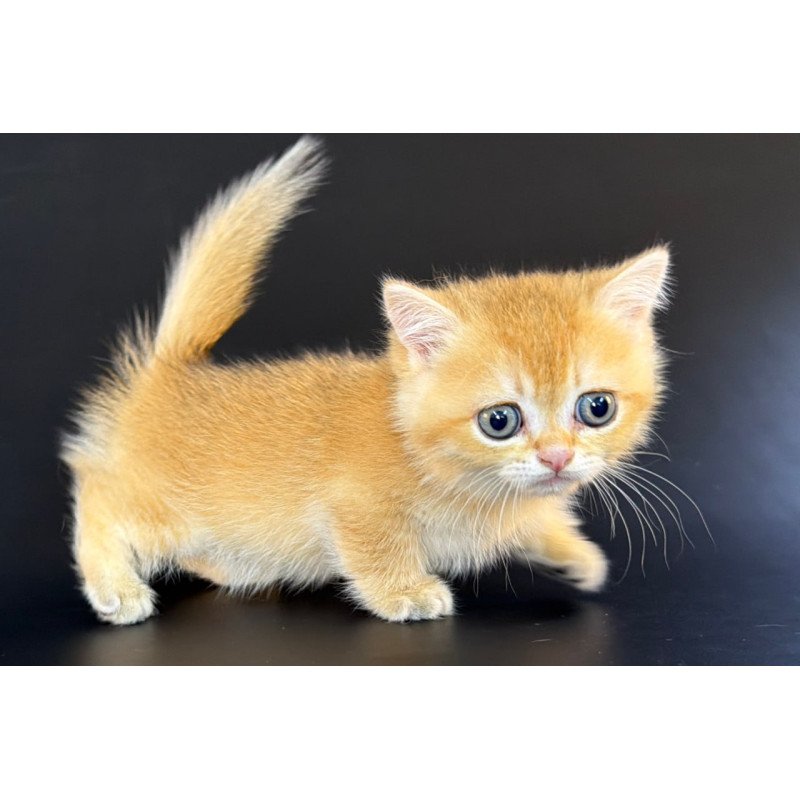 Munchkin Eclipse