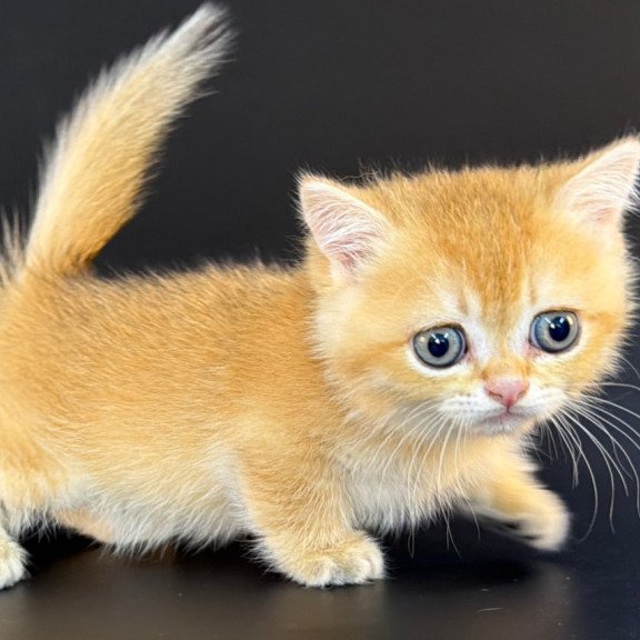 Munchkin Eclipse