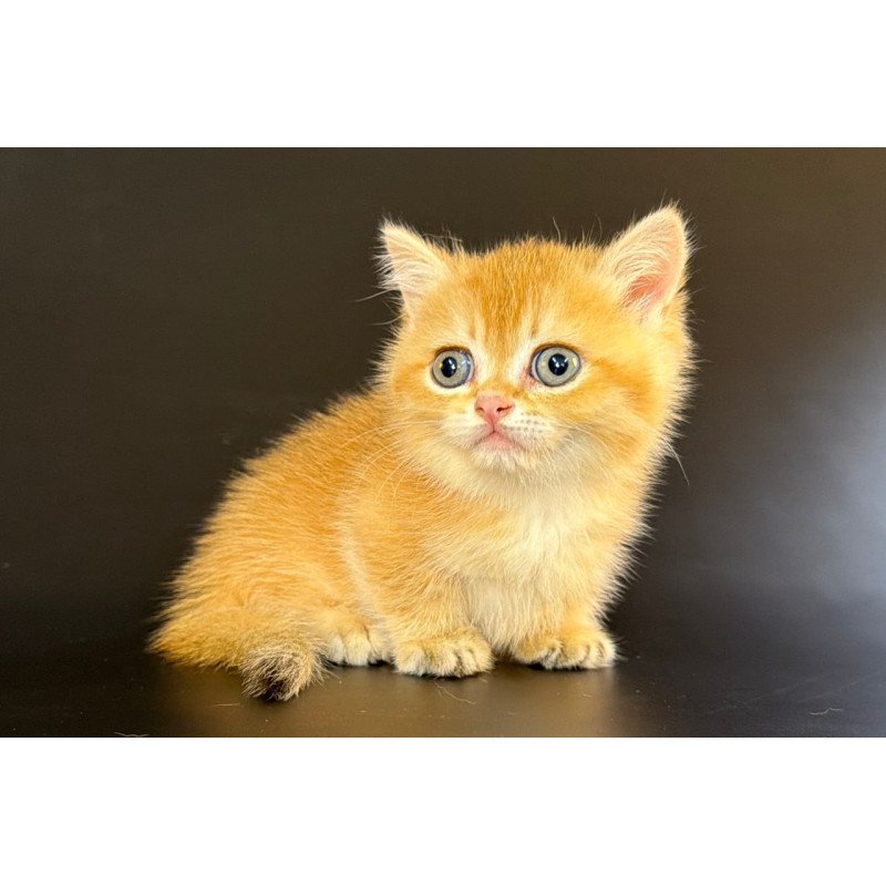 Munchkin Eclipse