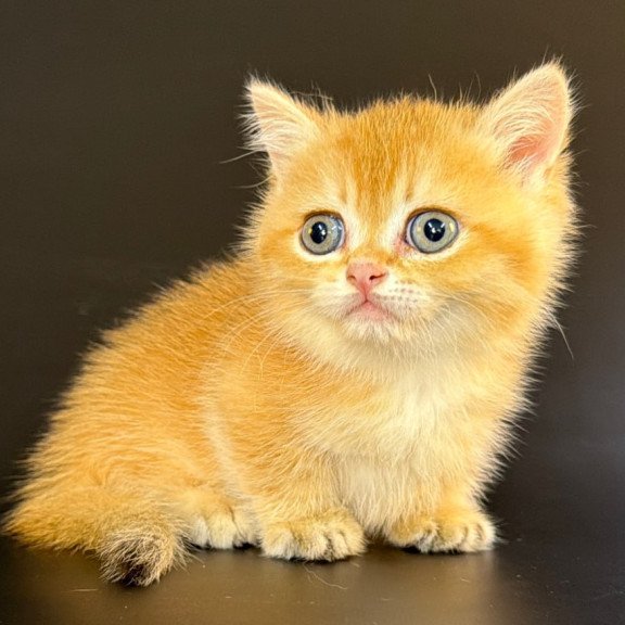 Munchkin Eclipse