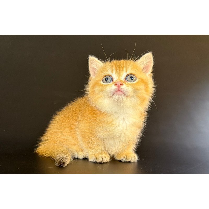 Munchkin Eclipse