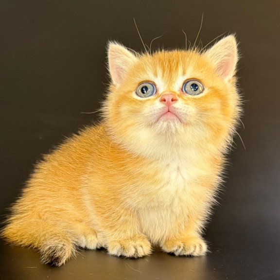 Munchkin Eclipse