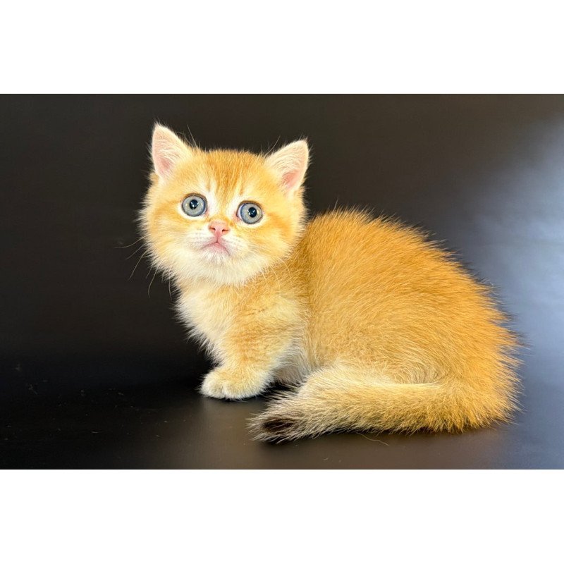 Munchkin Eclipse