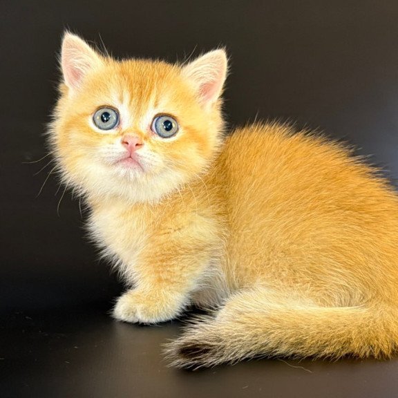 Munchkin Eclipse