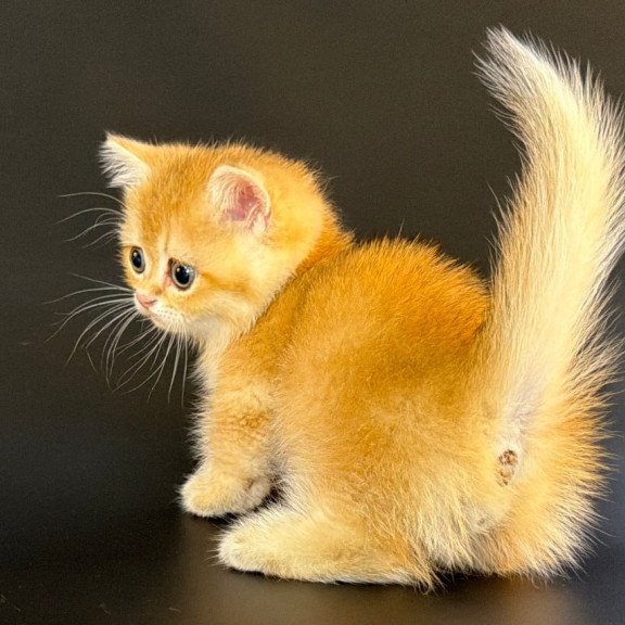 Munchkin Eclipse