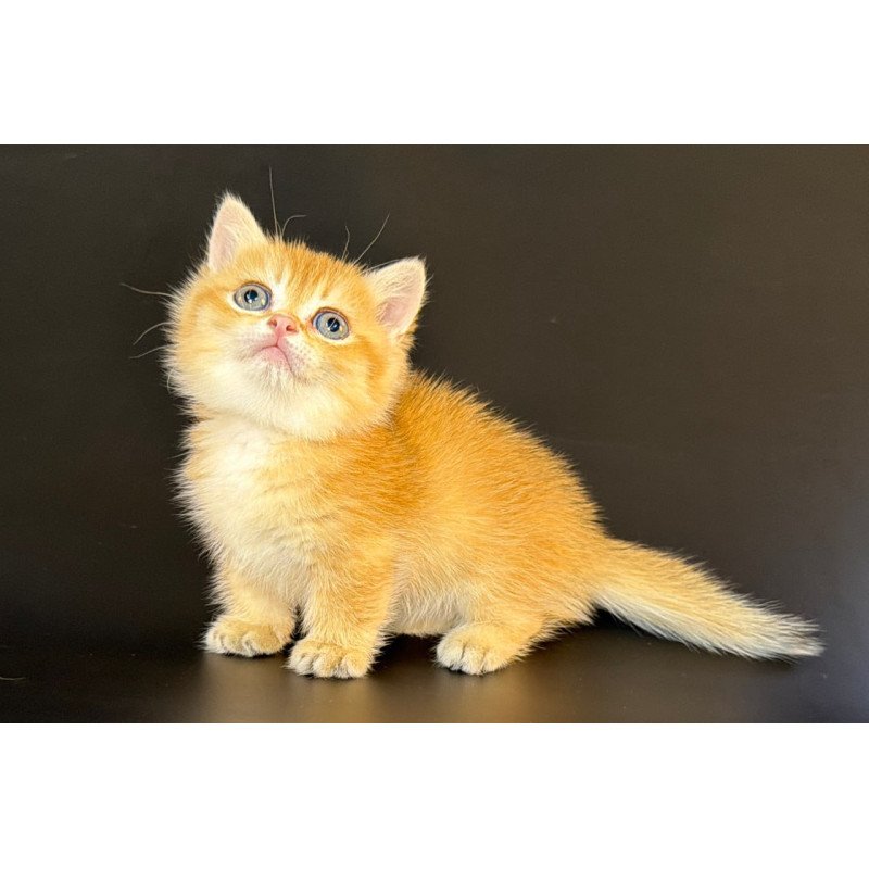 Munchkin Eclipse