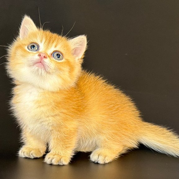 Munchkin Eclipse