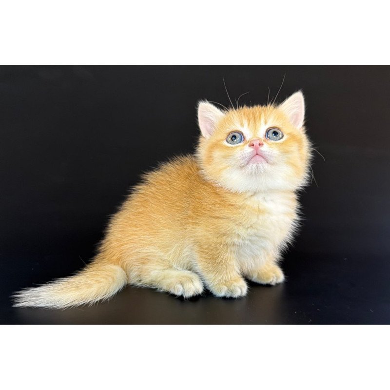 Munchkin Eclipse