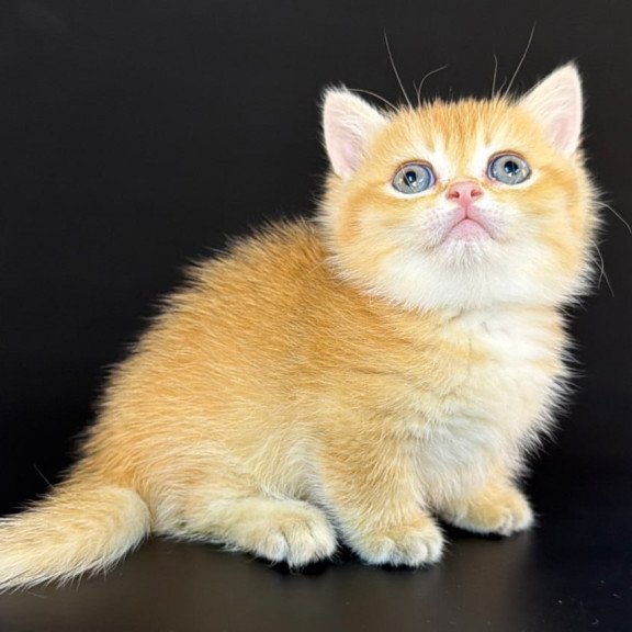 Munchkin Eclipse