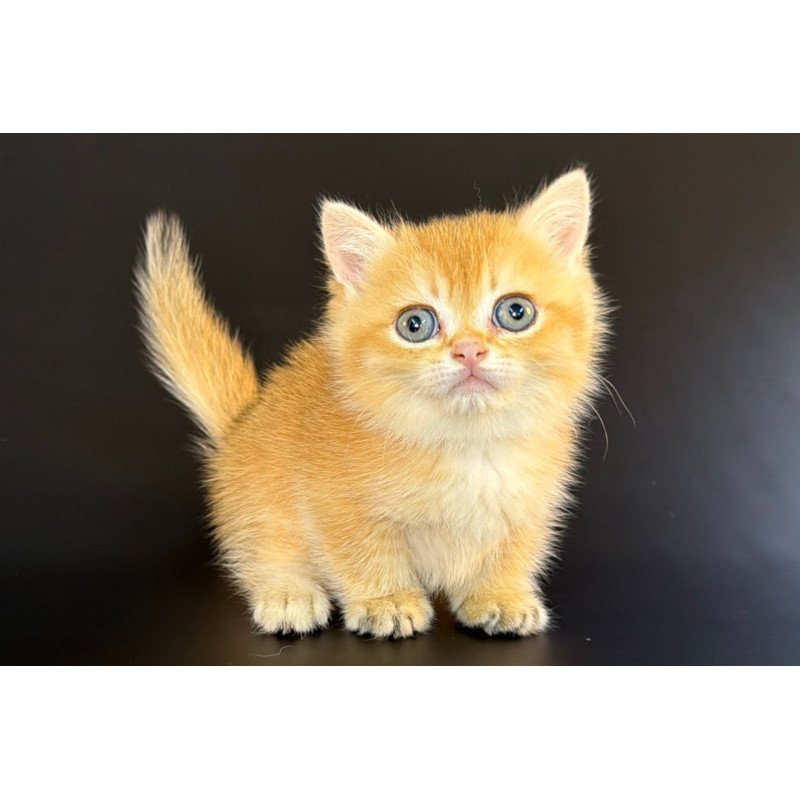 Munchkin Eclipse