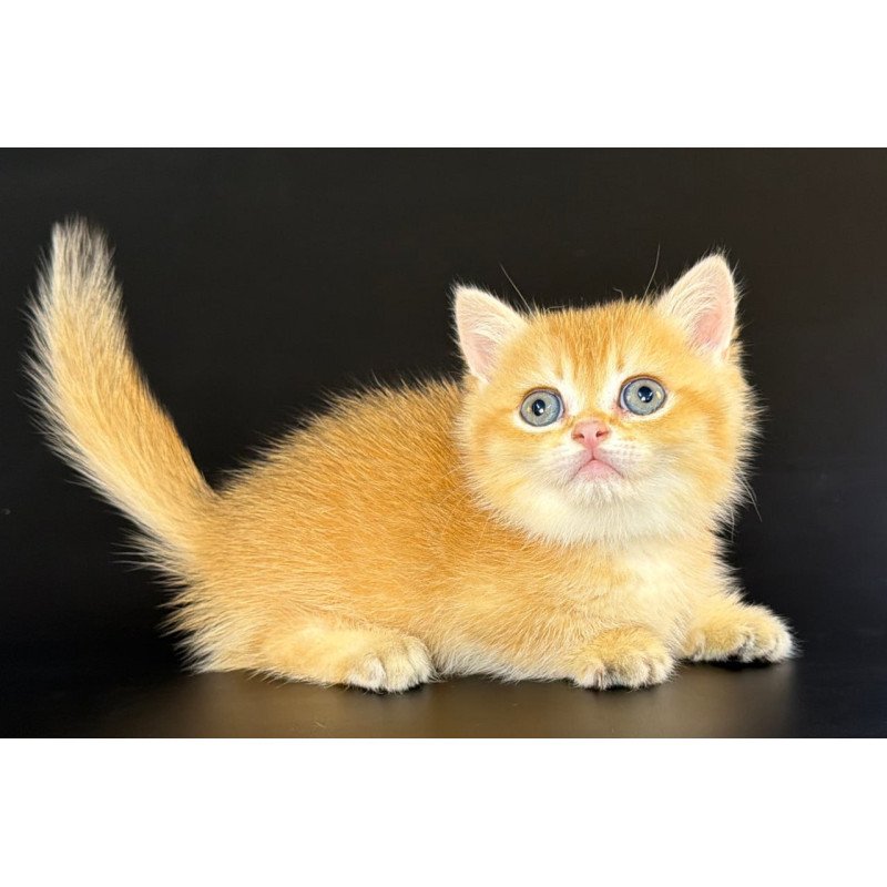 Munchkin Eclipse