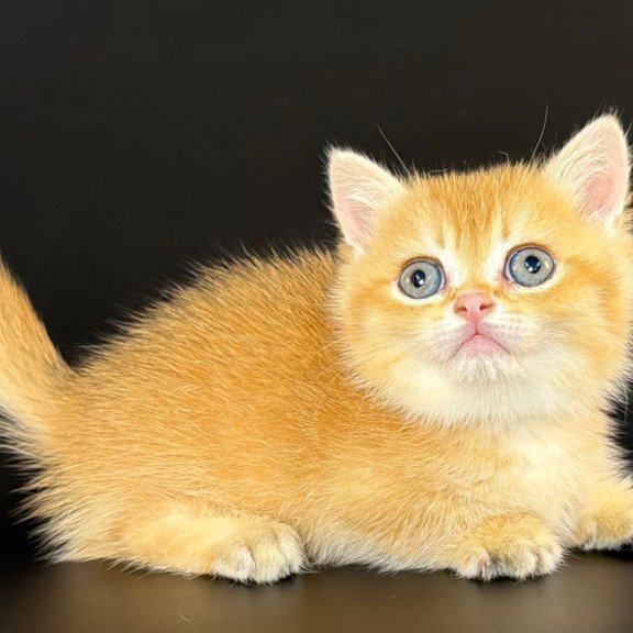 Munchkin Eclipse