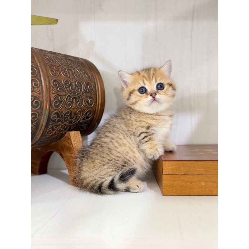 Munchkin Kira
