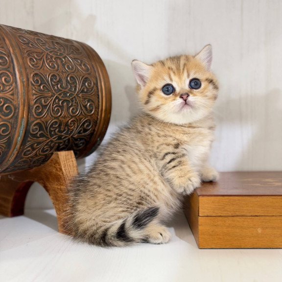 Munchkin Kira