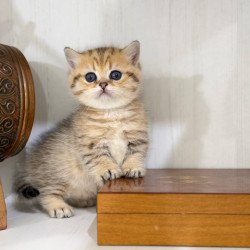 Munchkin Kira