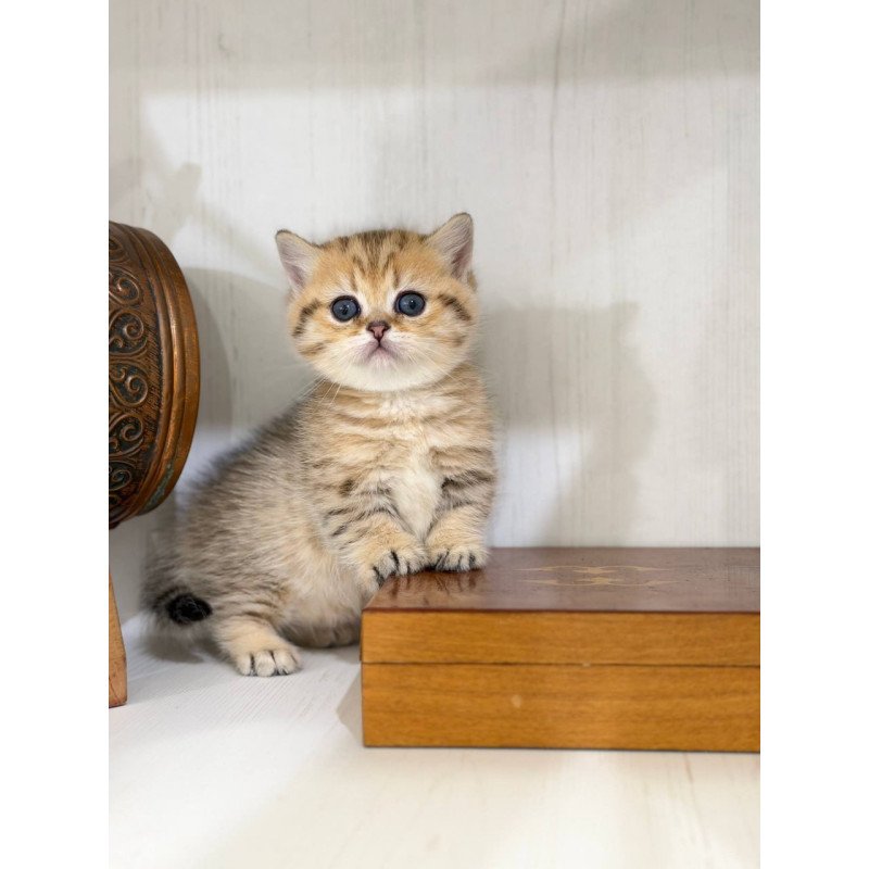 Munchkin Kira