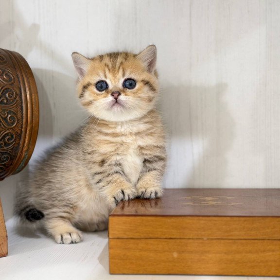 Munchkin Kira
