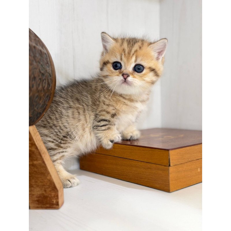 Munchkin Kira