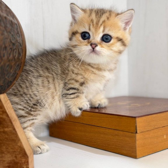 Munchkin Kira