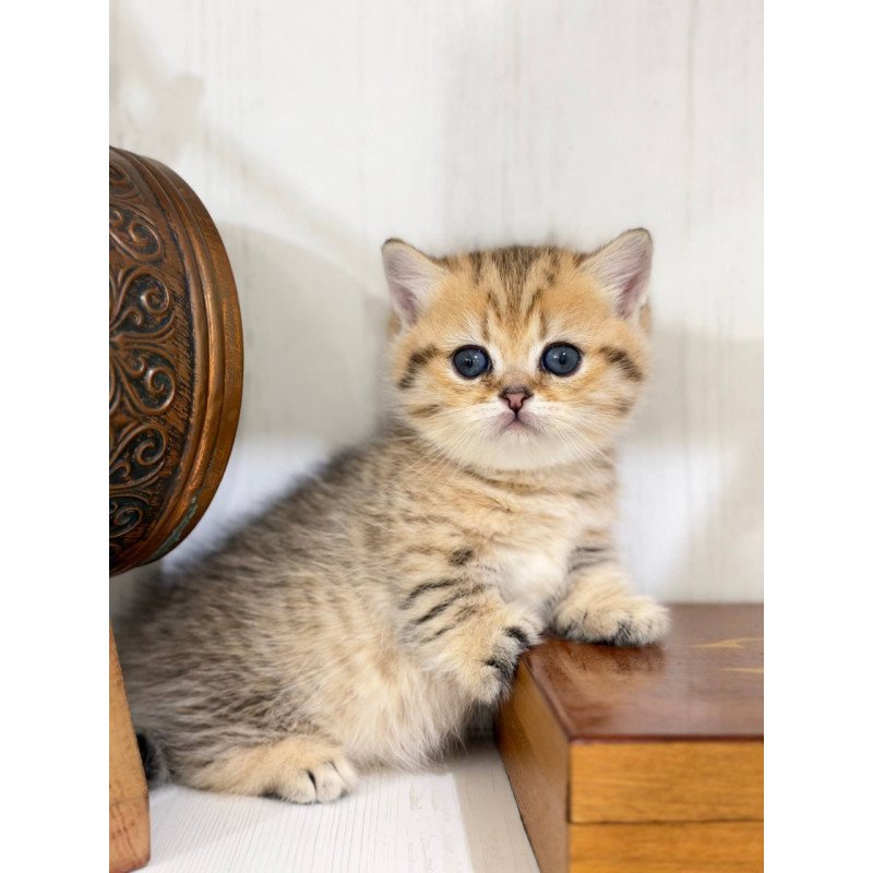 Munchkin Kira