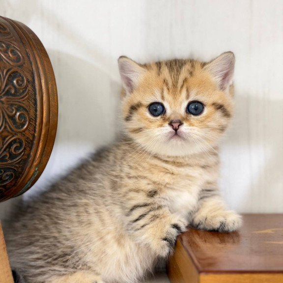 Munchkin Kira