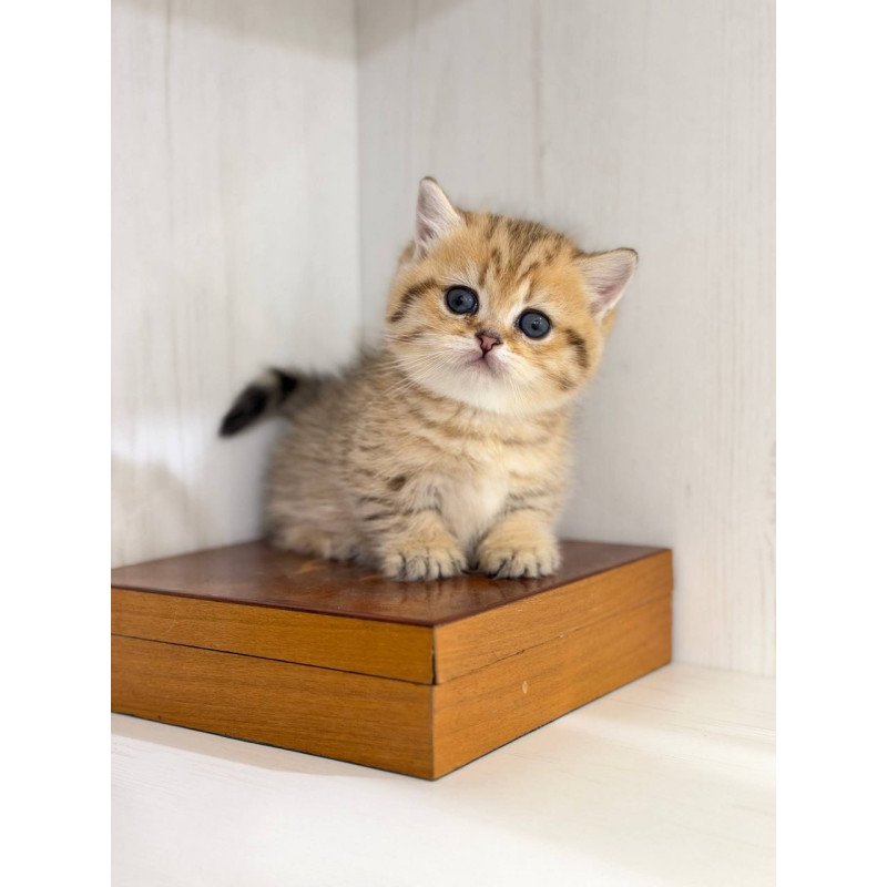 Munchkin Kira