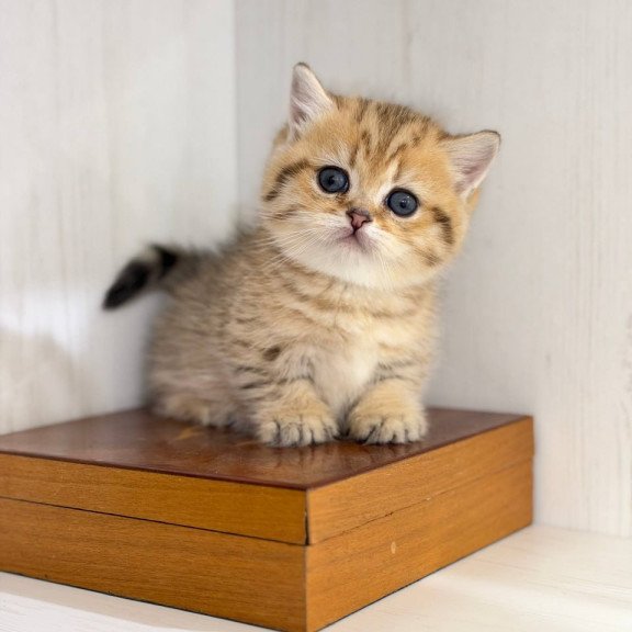 Munchkin Kira