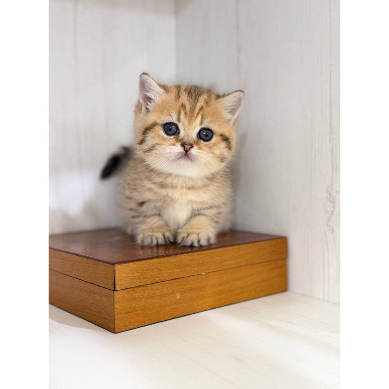 Munchkin Kira