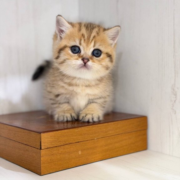 Munchkin Kira