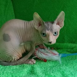 Sphynx Maslik