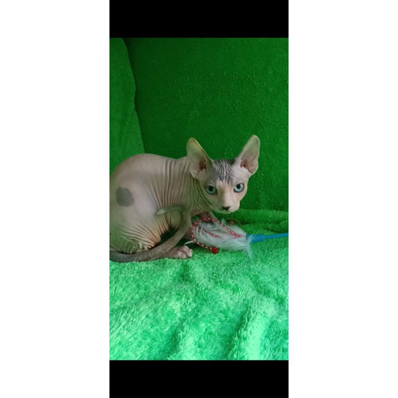 Sphynx Maslik