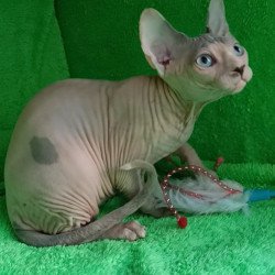 Sphynx Maslik