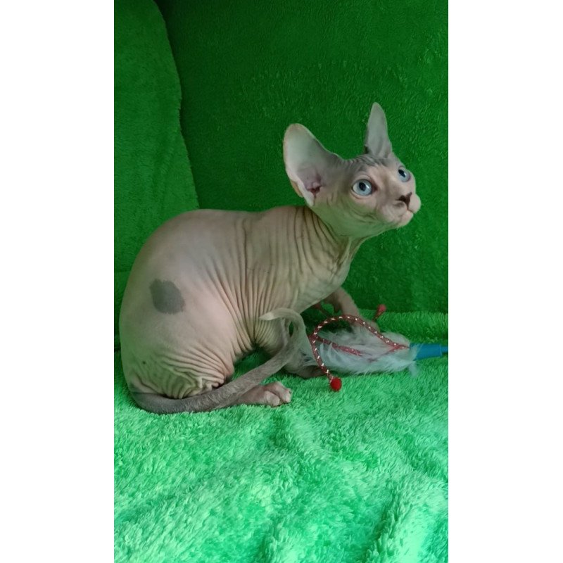 Sphynx Maslik