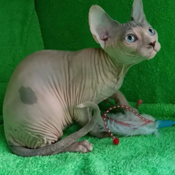 Sphynx Maslik