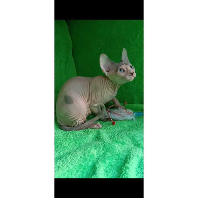 Sphynx Maslik