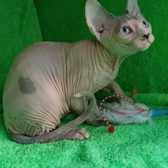 Sphynx Maslik