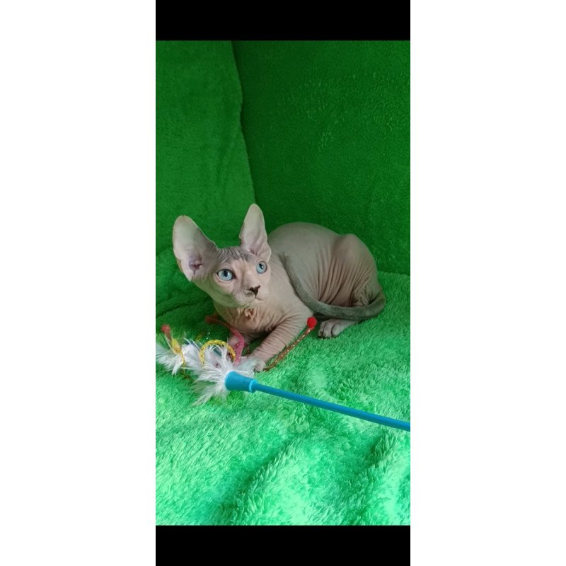 Sphynx Maslik