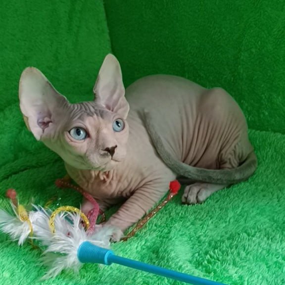 Sphynx Maslik