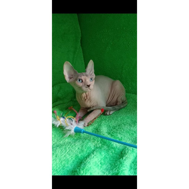 Sphynx Maslik