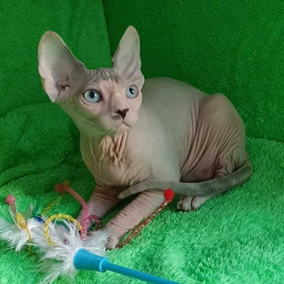 Sphynx Maslik
