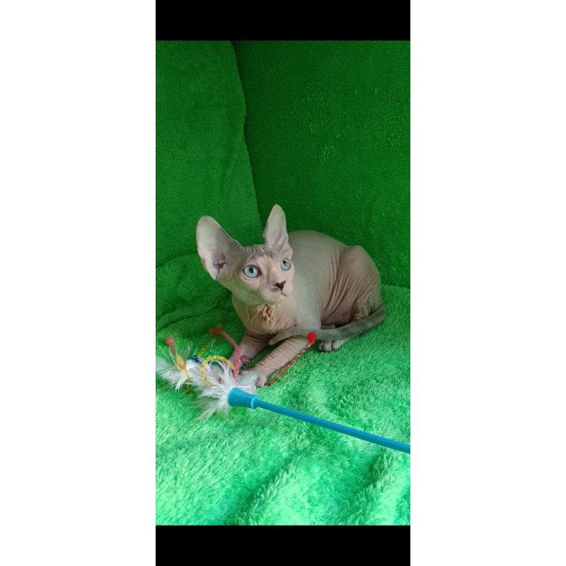 Sphynx Maslik