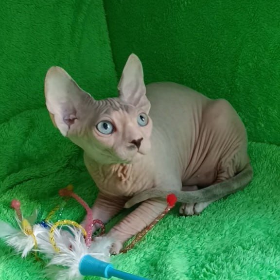 Sphynx Maslik