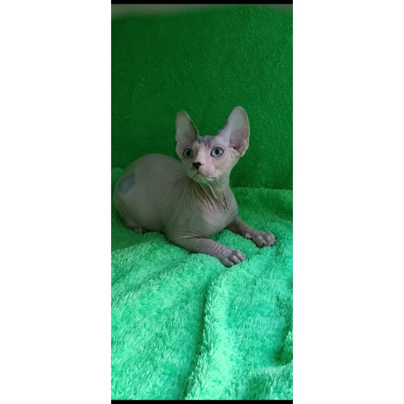 Sphynx Maslik