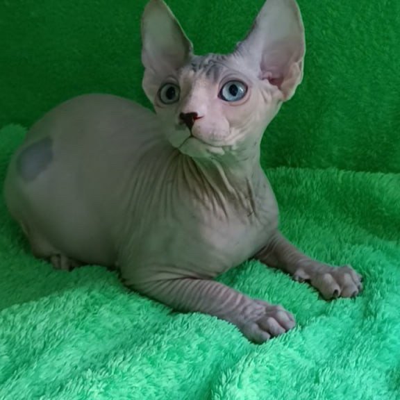 Sphynx Maslik