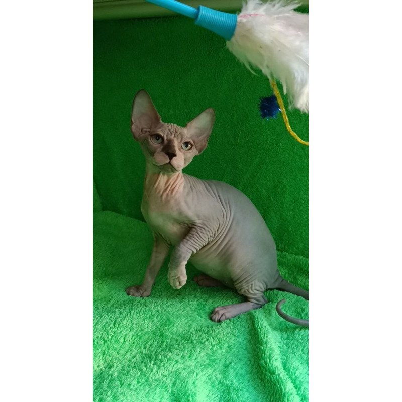 Sphynx Marsik