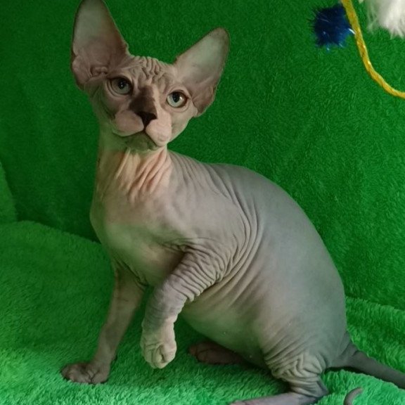 Sphynx Marsik