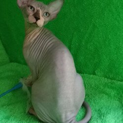 Sphynx Marsik
